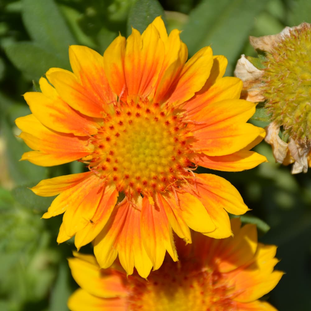 NetPS Plant Finder (www.netpsplantfinder.com)
