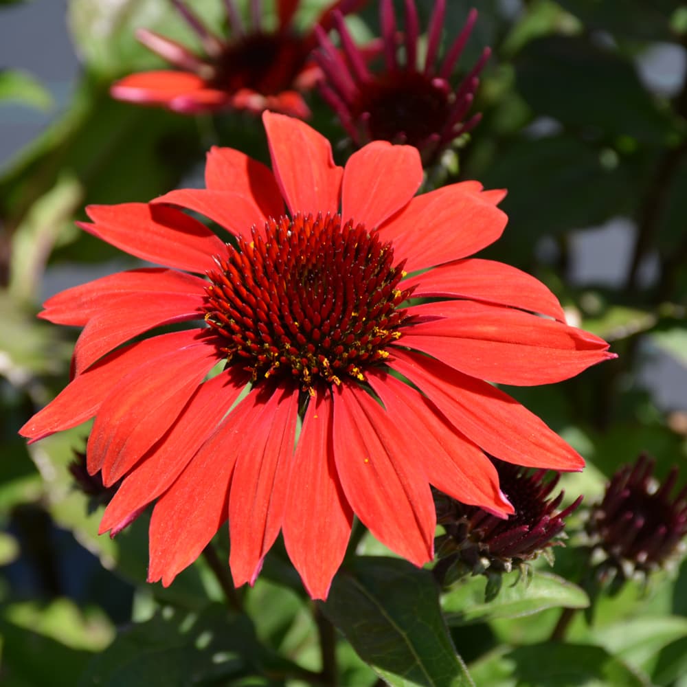 NetPS Plant Finder (www.netpsplantfinder.com)