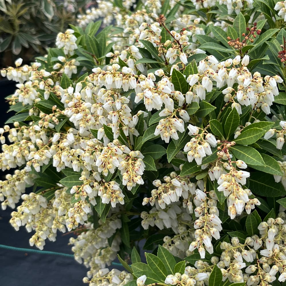 NetPS Plant Finder (www.netpsplantfinder.com)