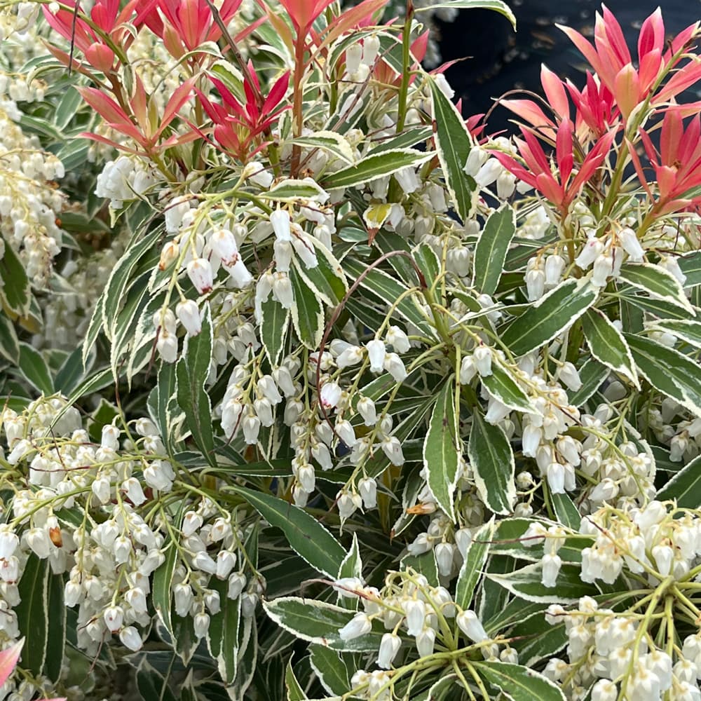 NetPS Plant Finder (www.netpsplantfinder.com)