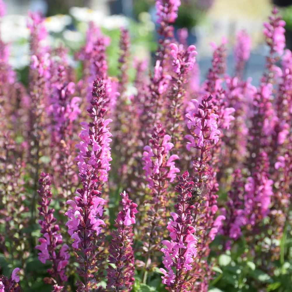 NetPS Plant Finder (www.netpsplantfinder.com)