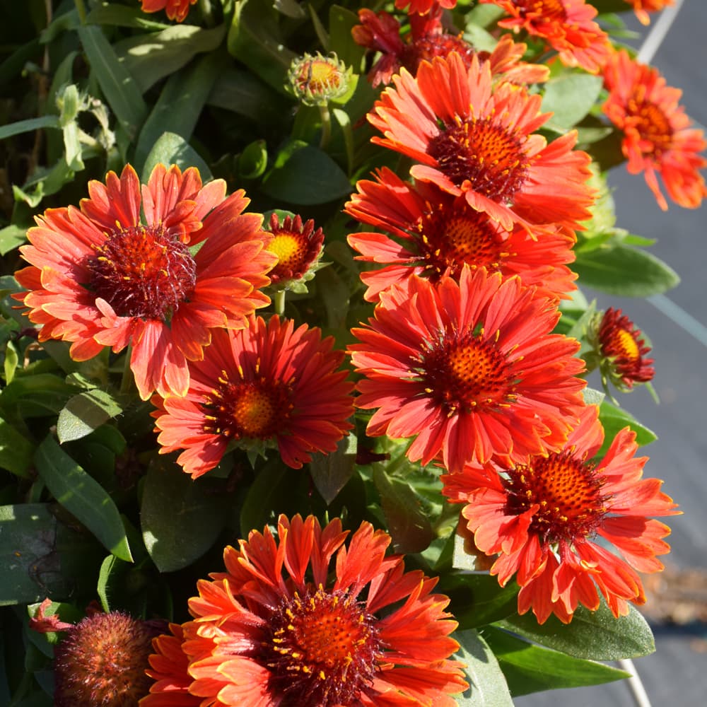 NetPS Plant Finder (www.netpsplantfinder.com)