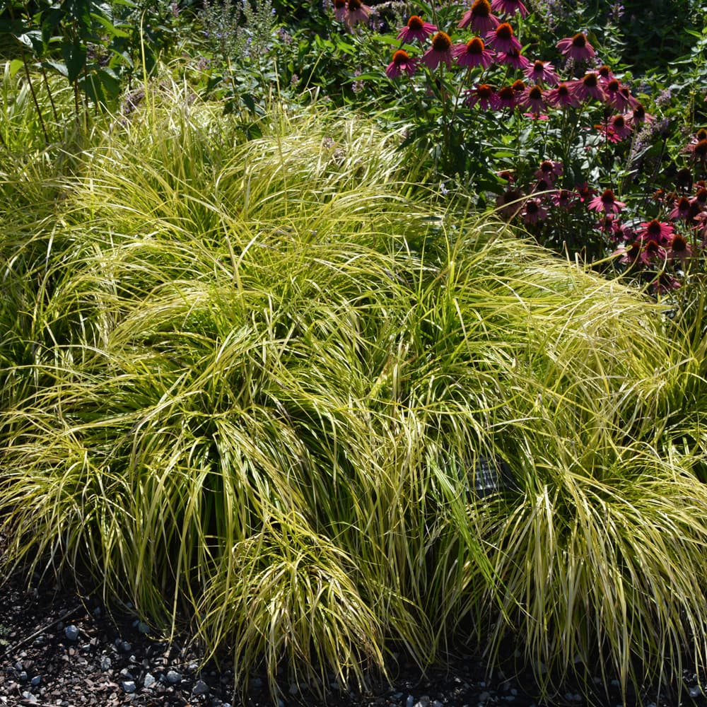 NetPS Plant Finder (www.netpsplantfinder.com)
