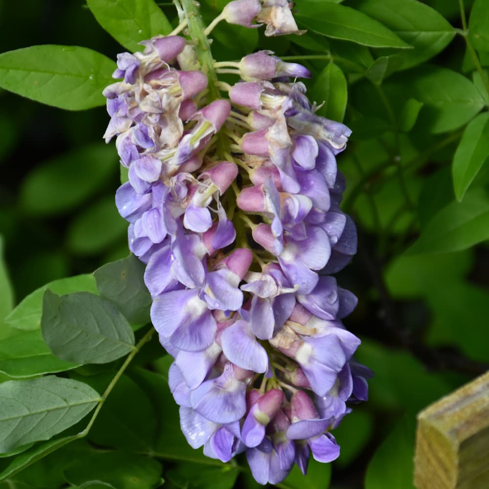 NetPS Plant Finder (www.netpsplantfinder.com)