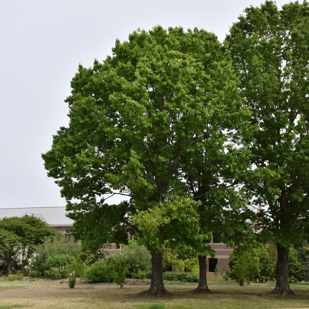 NetPS Plant Finder (www.netpsplantfinder.com)