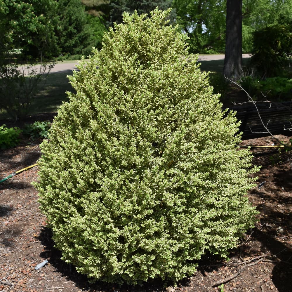 NetPS Plant Finder (www.netpsplantfinder.com)