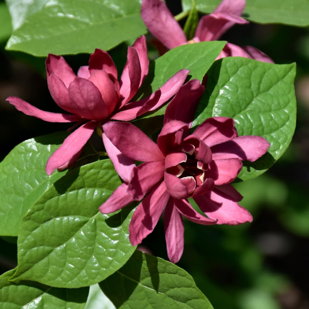 NetPS Plant Finder (www.netpsplantfinder.com)