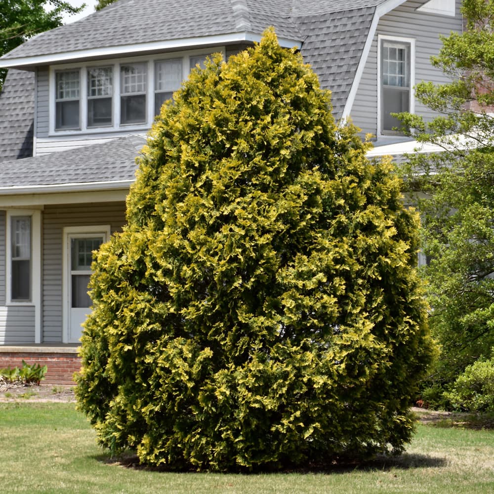 NetPS Plant Finder (www.netpsplantfinder.com)