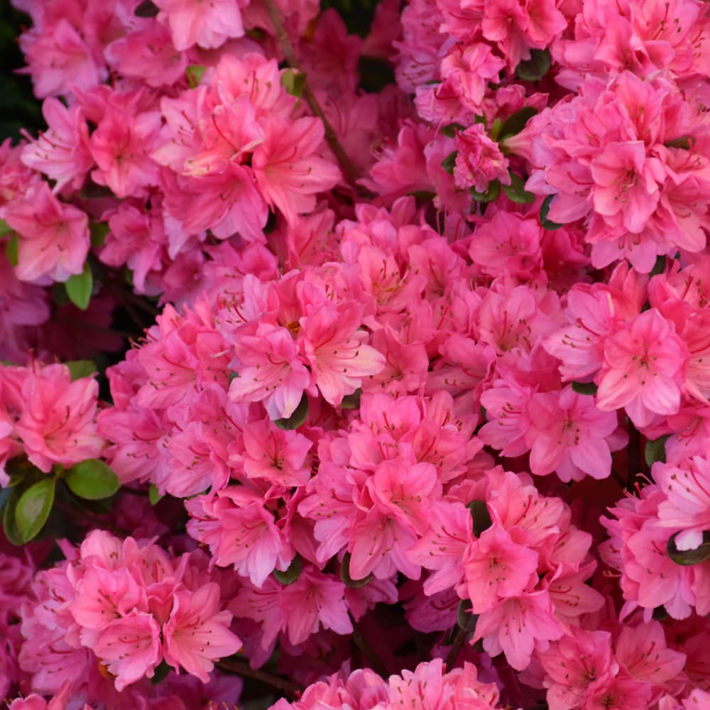 NetPS Plant Finder (www.netpsplantfinder.com)