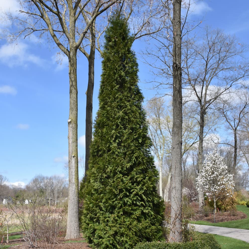 NetPS Plant Finder (www.netpsplantfinder.com)