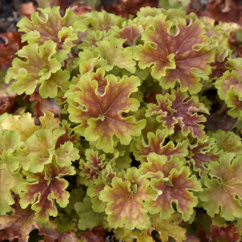 NetPS Plant Finder (www.netpsplantfinder.com)