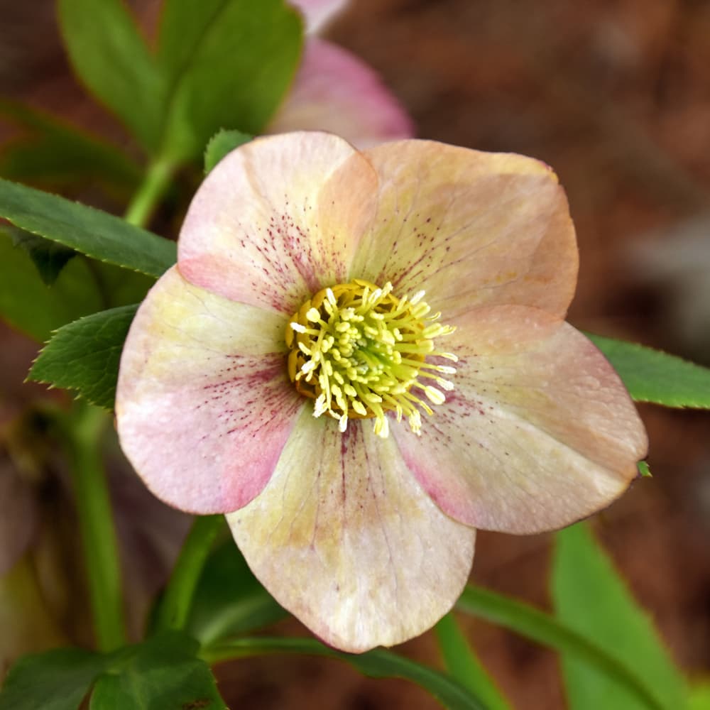 NetPS Plant Finder (www.netpsplantfinder.com)