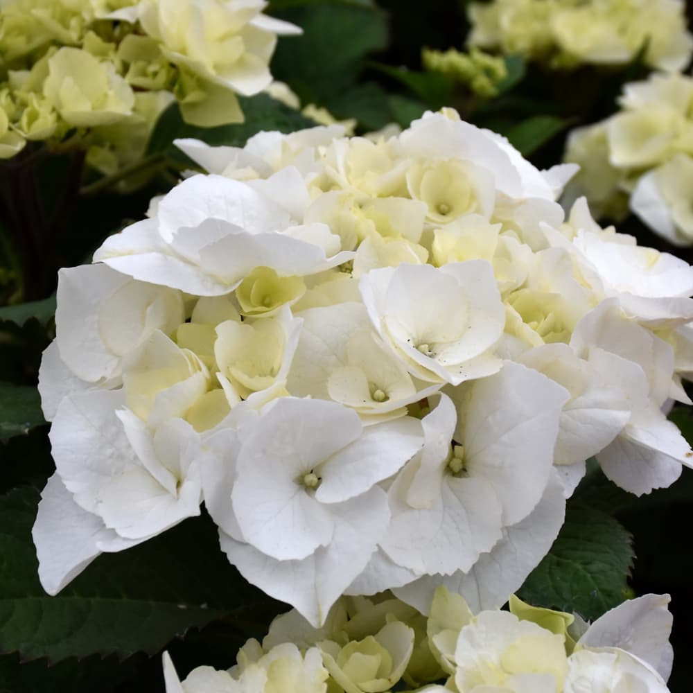 NetPS Plant Finder (www.netpsplantfinder.com)