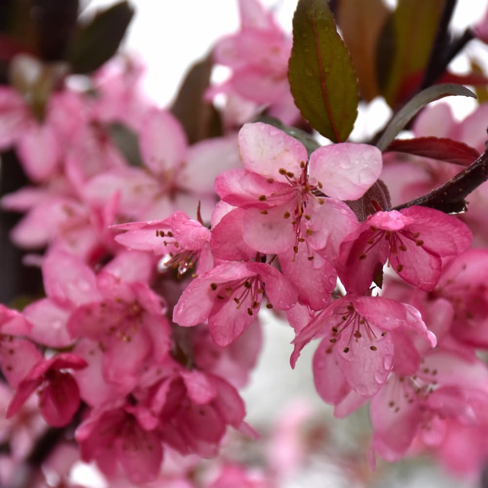 NetPS Plant Finder (www.netpsplantfinder.com)