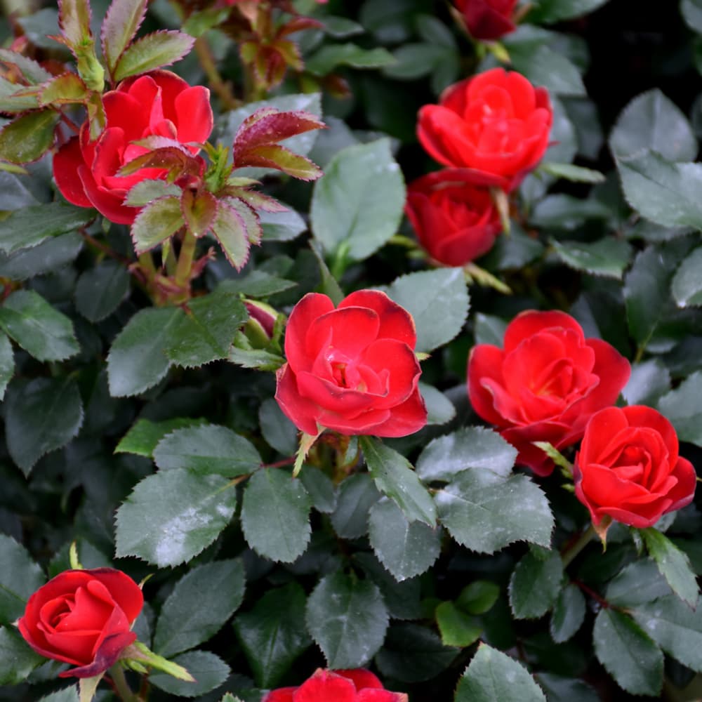 NetPS Plant Finder (www.netpsplantfinder.com)