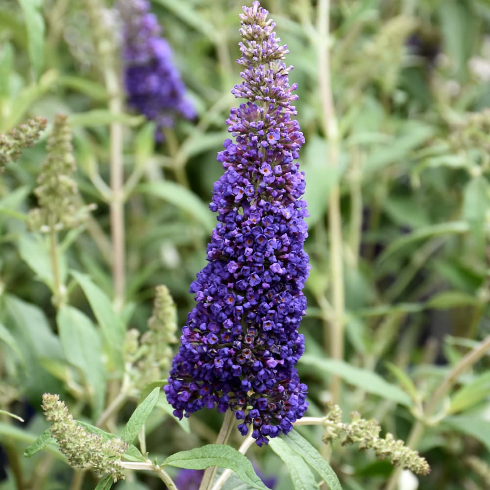 NetPS Plant Finder (www.netpsplantfinder.com)
