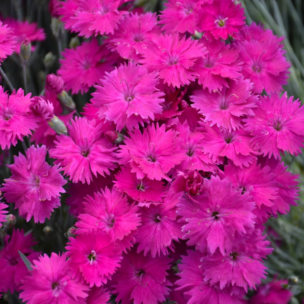 NetPS Plant Finder (www.netpsplantfinder.com)