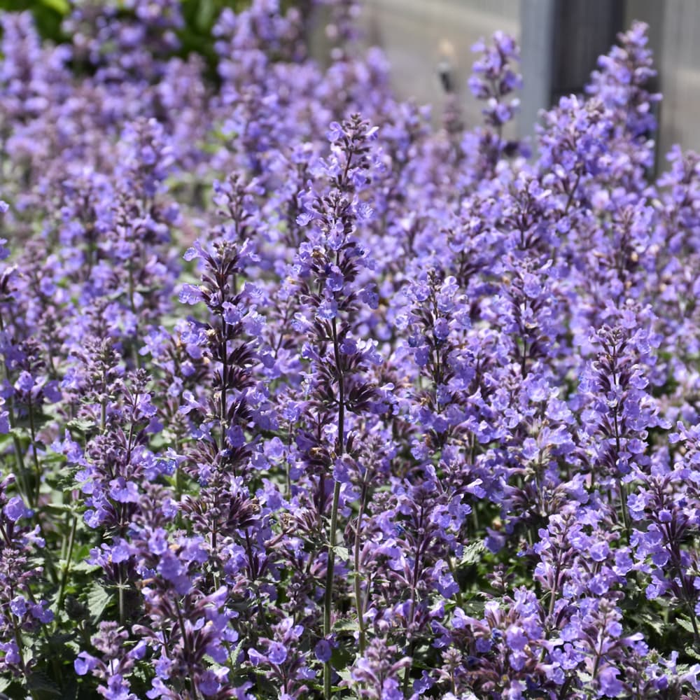 NetPS Plant Finder (www.netpsplantfinder.com)
