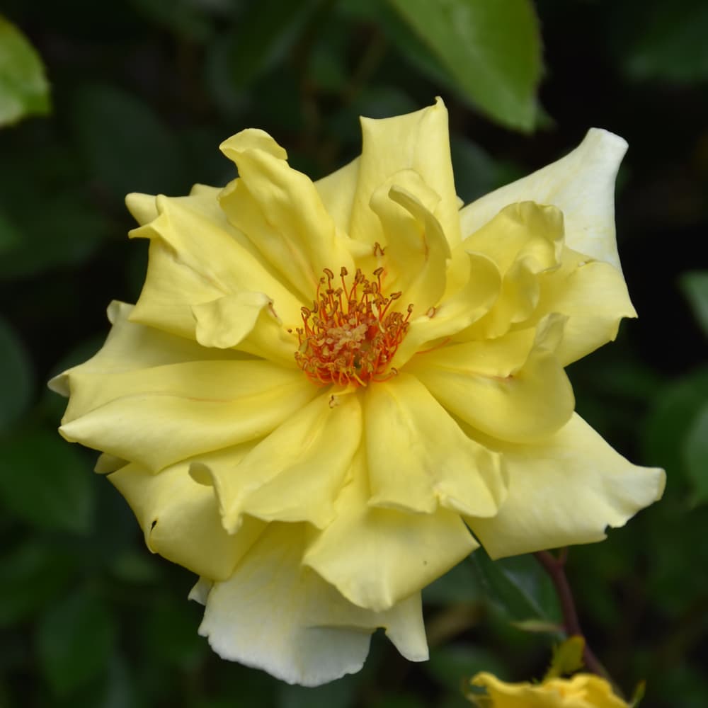 NetPS Plant Finder (www.netpsplantfinder.com)