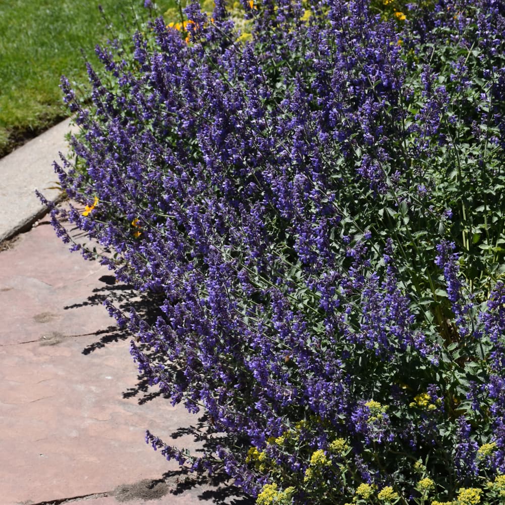 NetPS Plant Finder (www.netpsplantfinder.com)