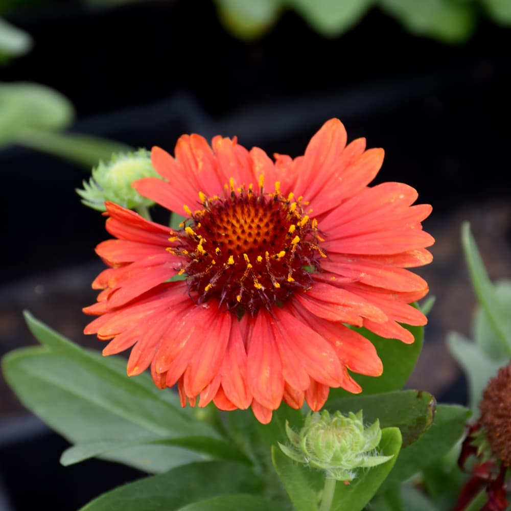 NetPS Plant Finder (www.netpsplantfinder.com)