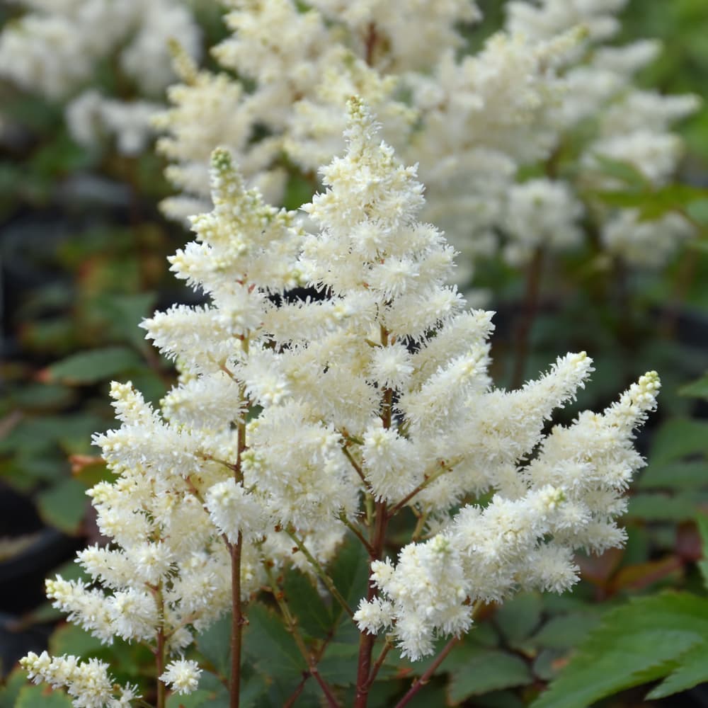 NetPS Plant Finder (www.netpsplantfinder.com)
