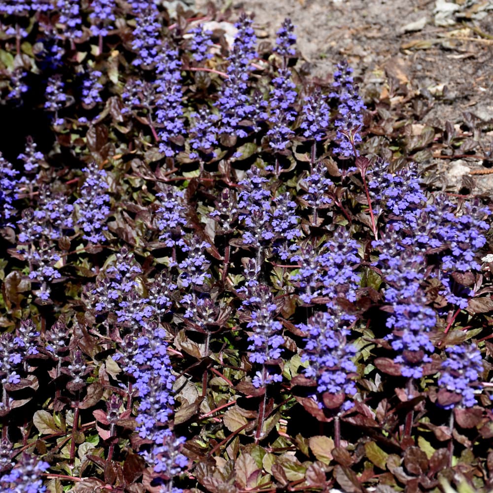 NetPS Plant Finder (www.netpsplantfinder.com)
