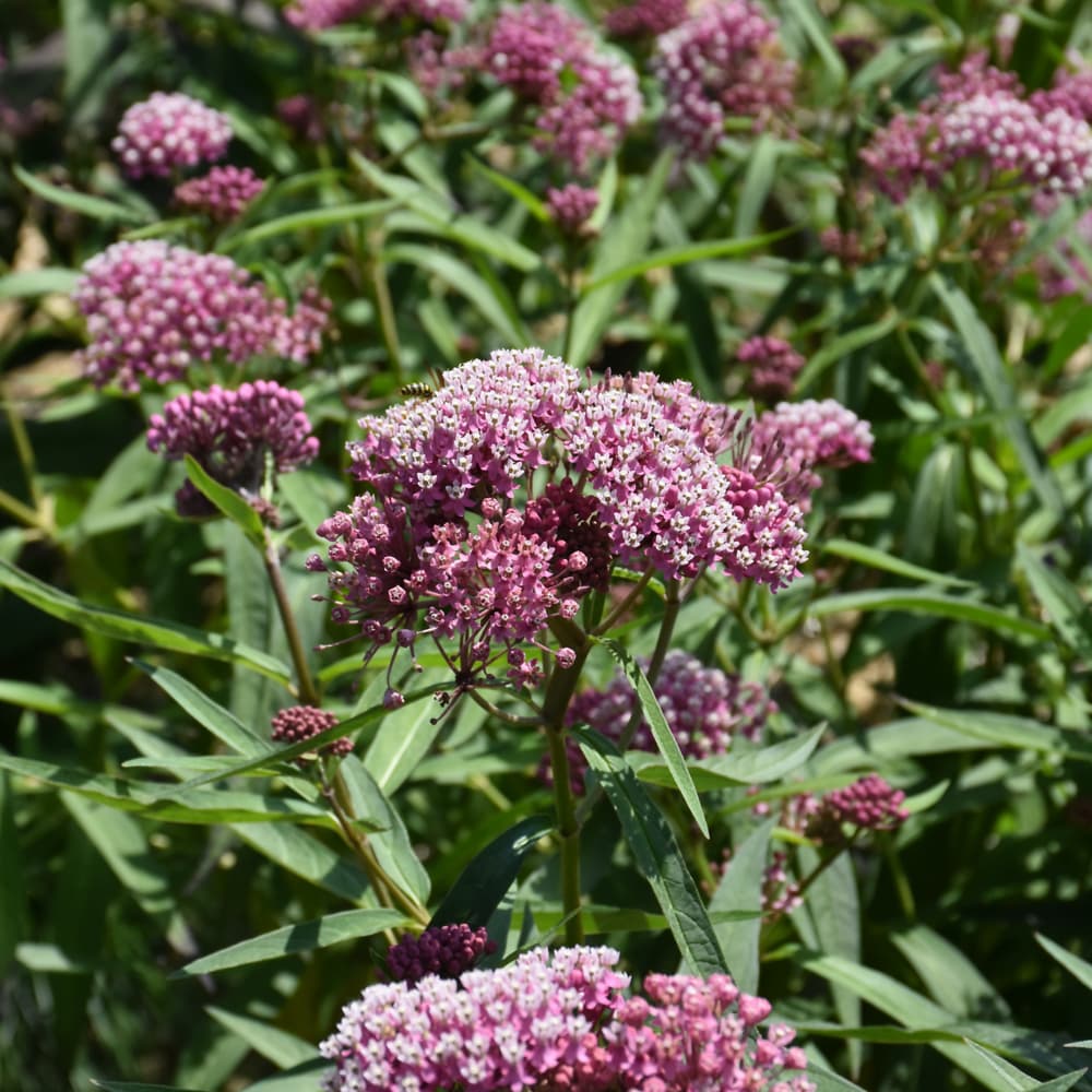 NetPS Plant Finder (www.netpsplantfinder.com)