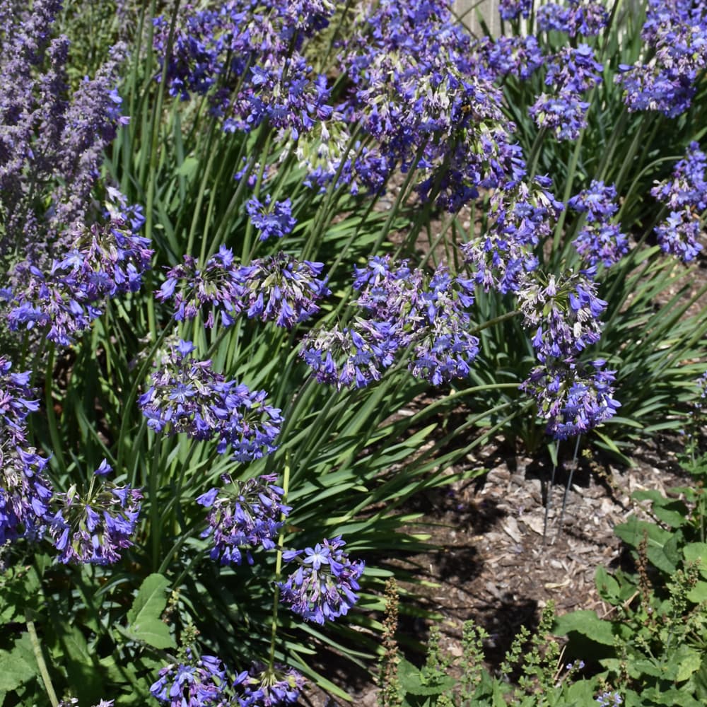 NetPS Plant Finder (www.netpsplantfinder.com)