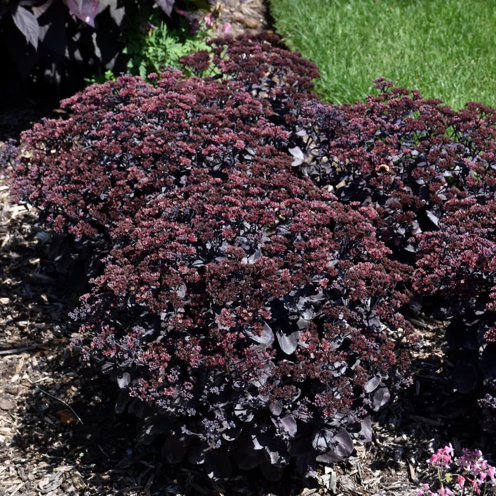 NetPS Plant Finder (www.netpsplantfinder.com)