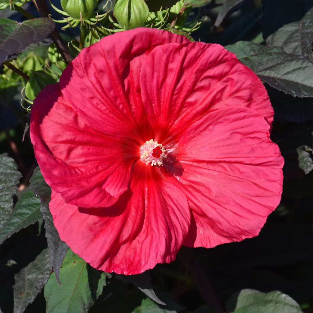 NetPS Plant Finder (www.netpsplantfinder.com)