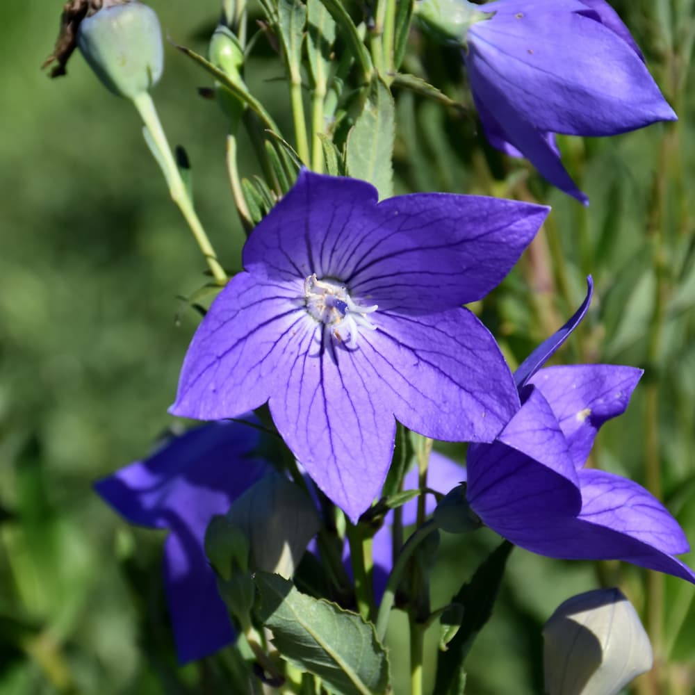 NetPS Plant Finder (www.netpsplantfinder.com)