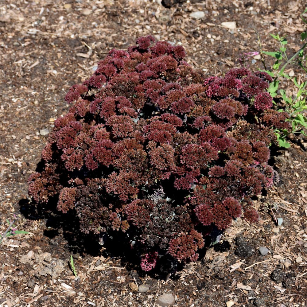 NetPS Plant Finder (www.netpsplantfinder.com)