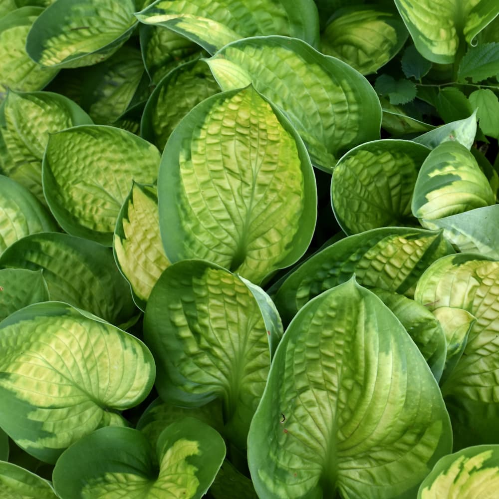 NetPS Plant Finder (www.netpsplantfinder.com)