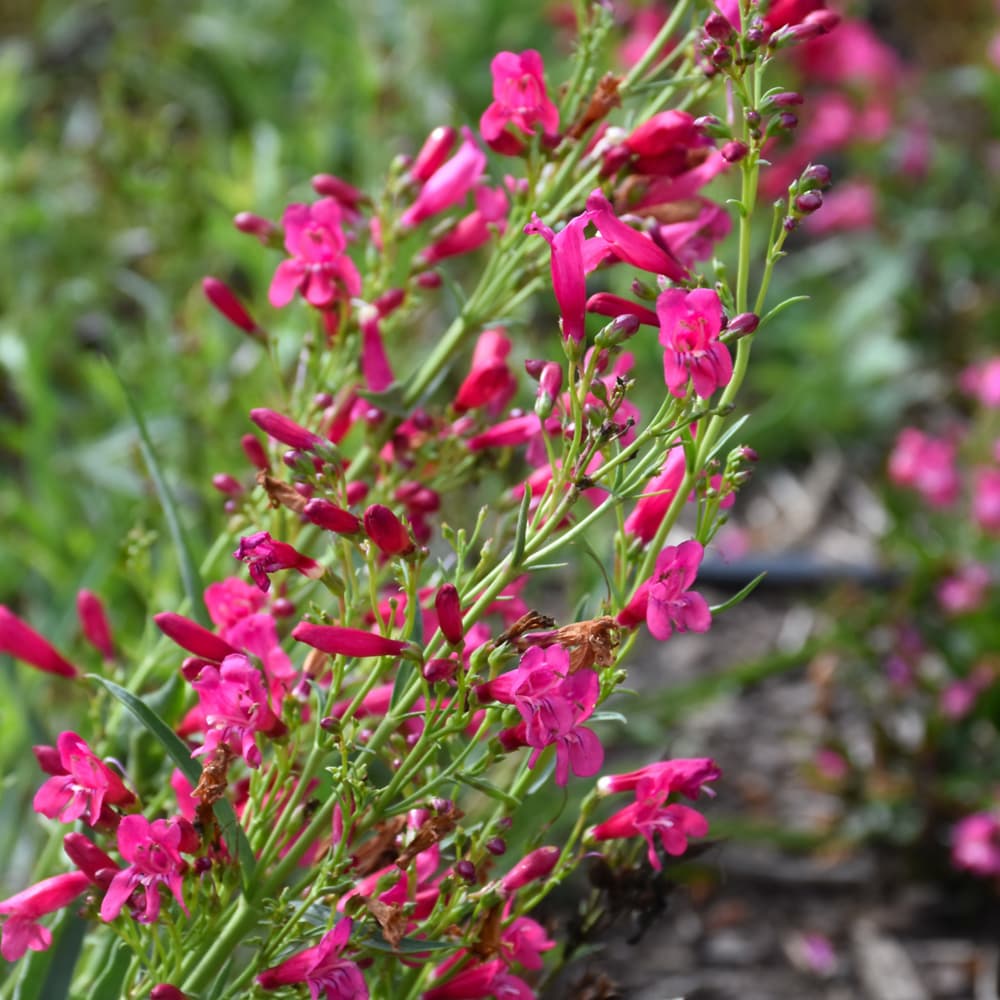 NetPS Plant Finder (www.netpsplantfinder.com)