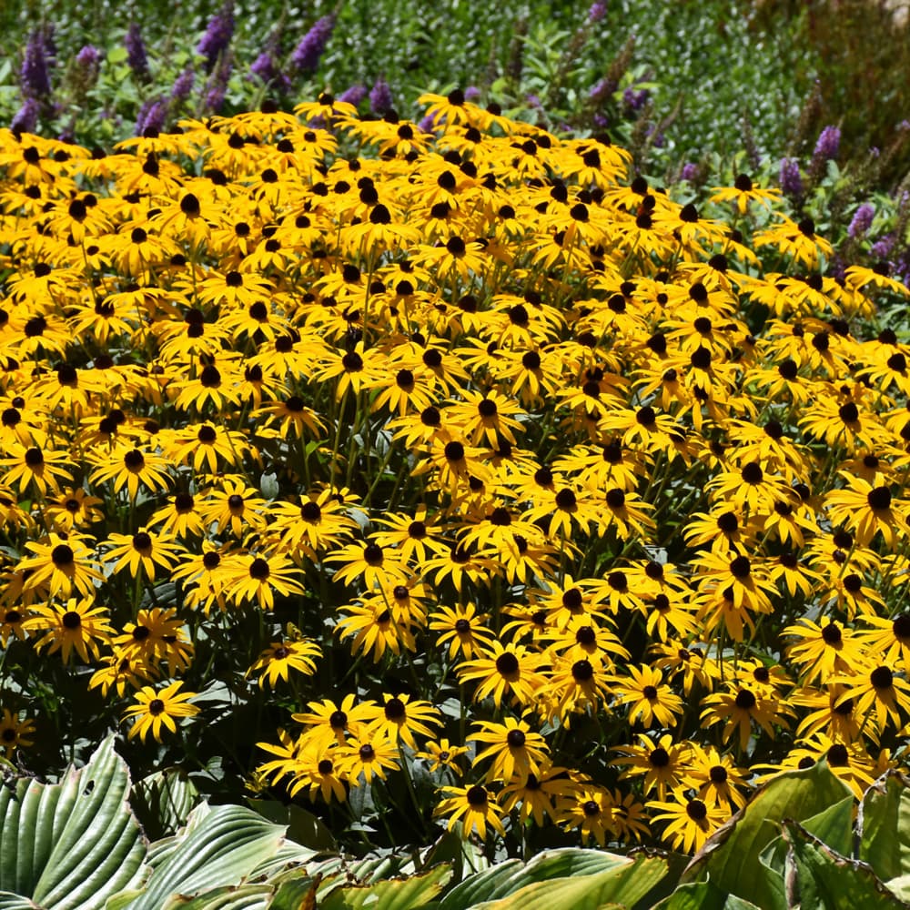 NetPS Plant Finder (www.netpsplantfinder.com)