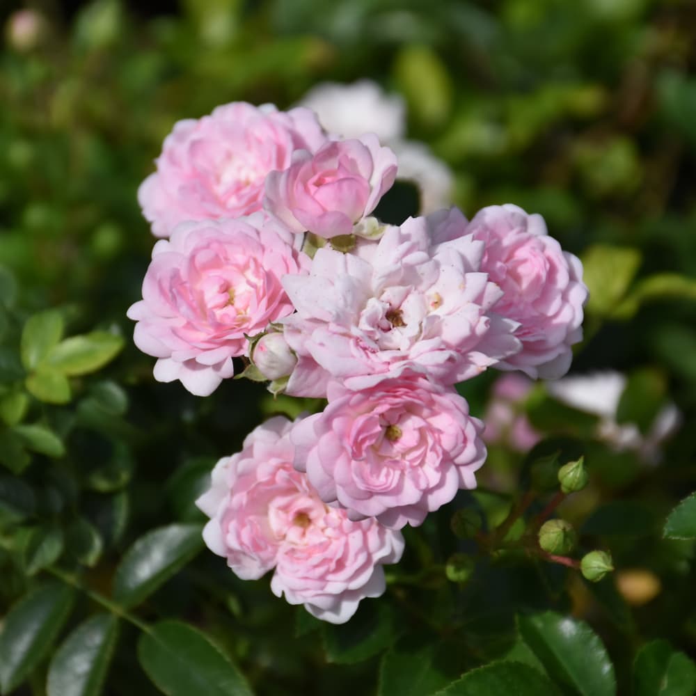 NetPS Plant Finder (www.netpsplantfinder.com)