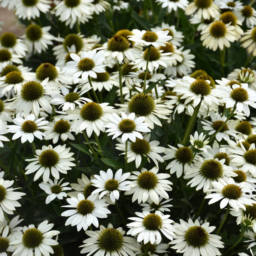 NetPS Plant Finder (www.netpsplantfinder.com)