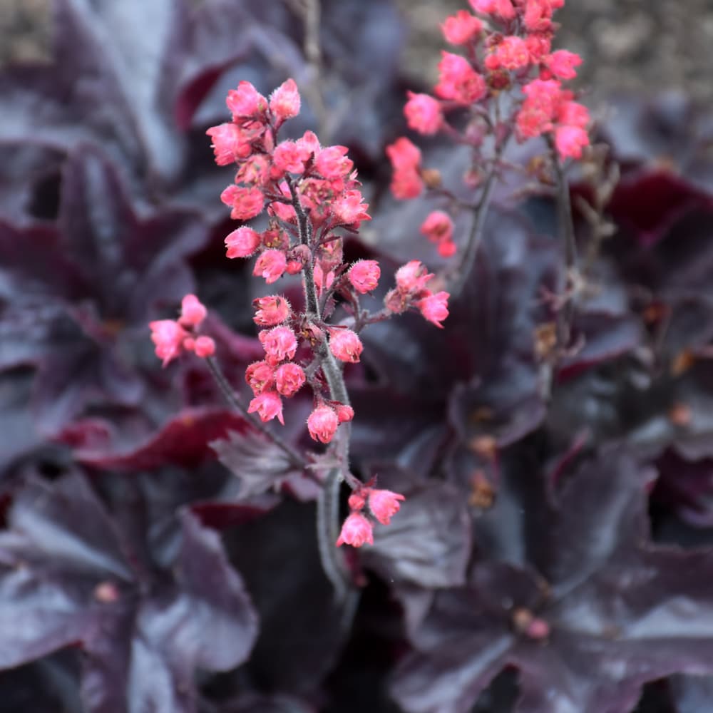 NetPS Plant Finder (www.netpsplantfinder.com)