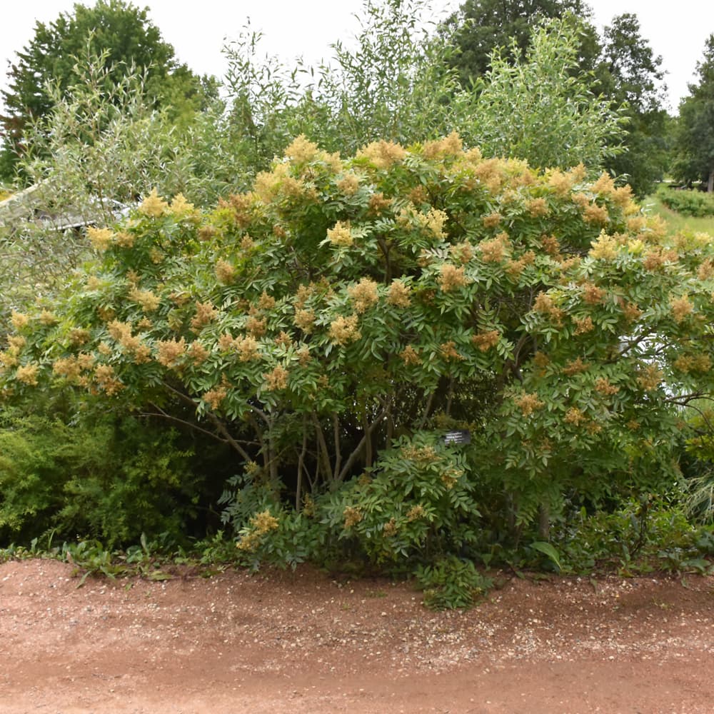 NetPS Plant Finder (www.netpsplantfinder.com)