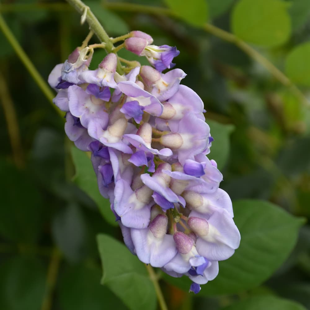 NetPS Plant Finder (www.netpsplantfinder.com)