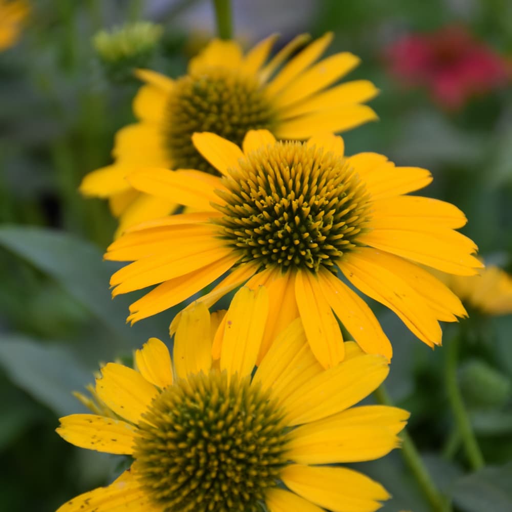 NetPS Plant Finder (www.netpsplantfinder.com)