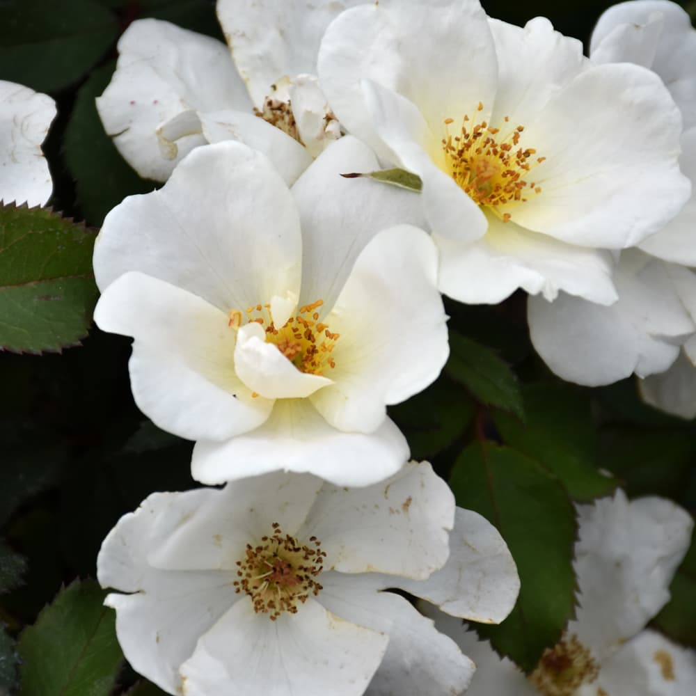 NetPS Plant Finder (www.netpsplantfinder.com)