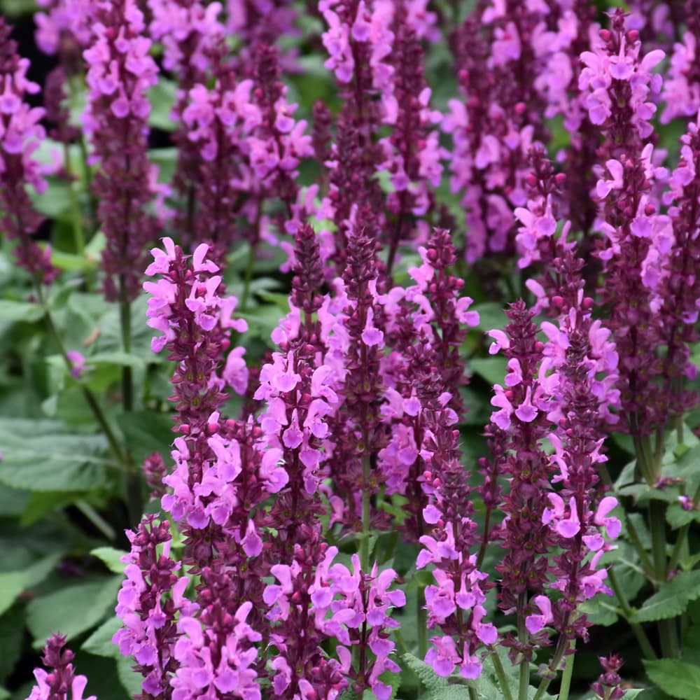 NetPS Plant Finder (www.netpsplantfinder.com)