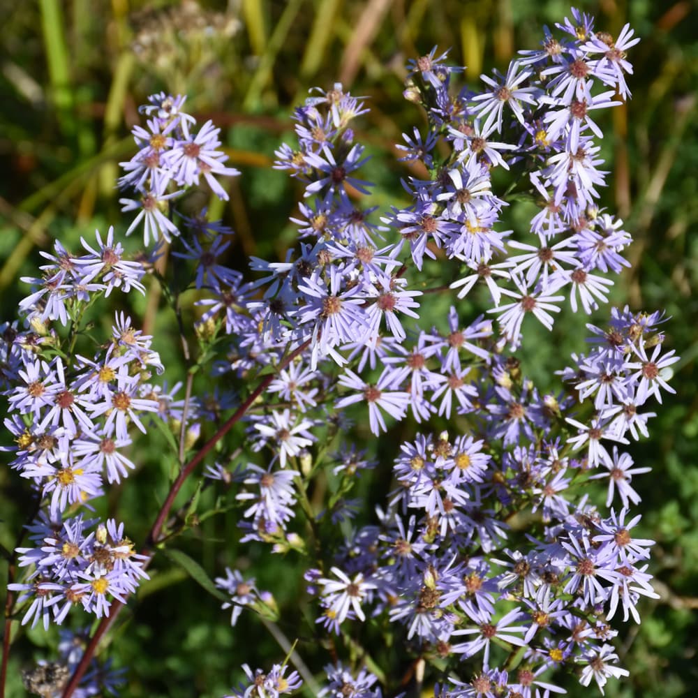 NetPS Plant Finder (www.netpsplantfinder.com)