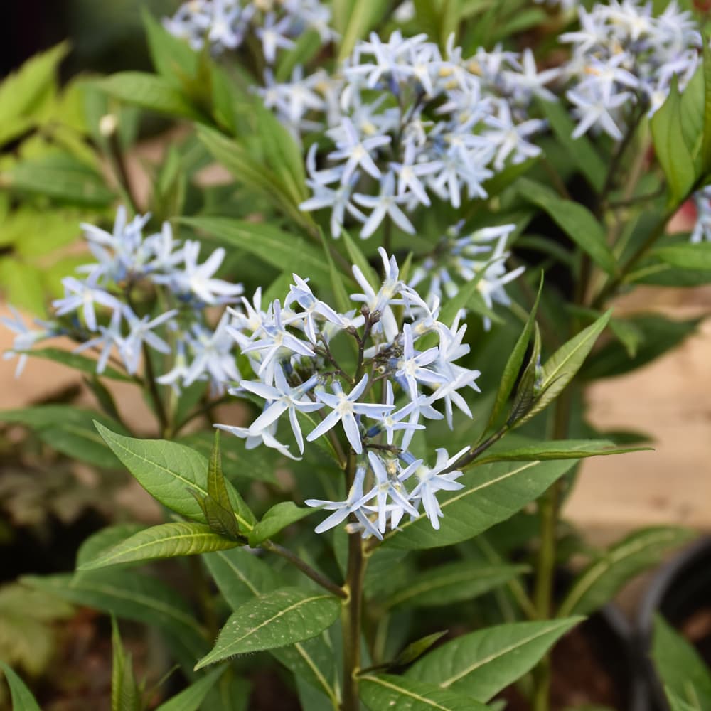 NetPS Plant Finder (www.netpsplantfinder.com)