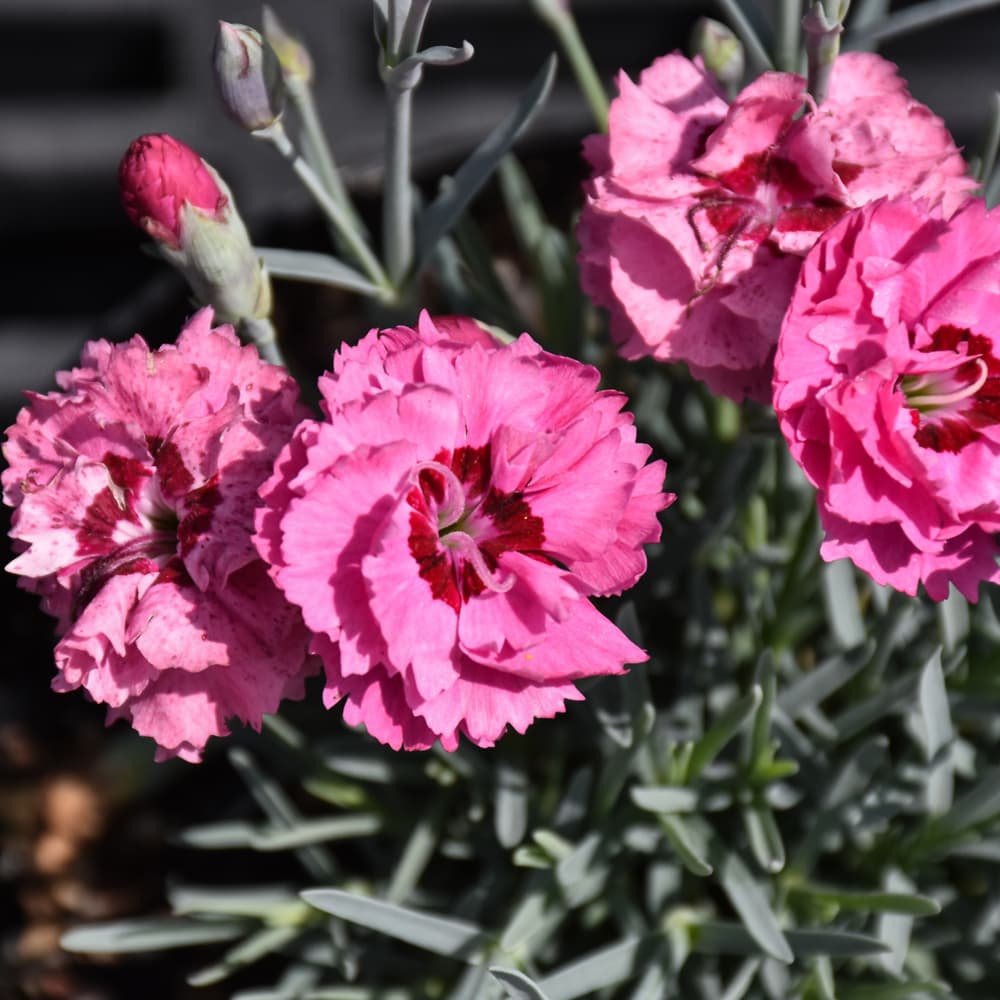 NetPS Plant Finder (www.netpsplantfinder.com)