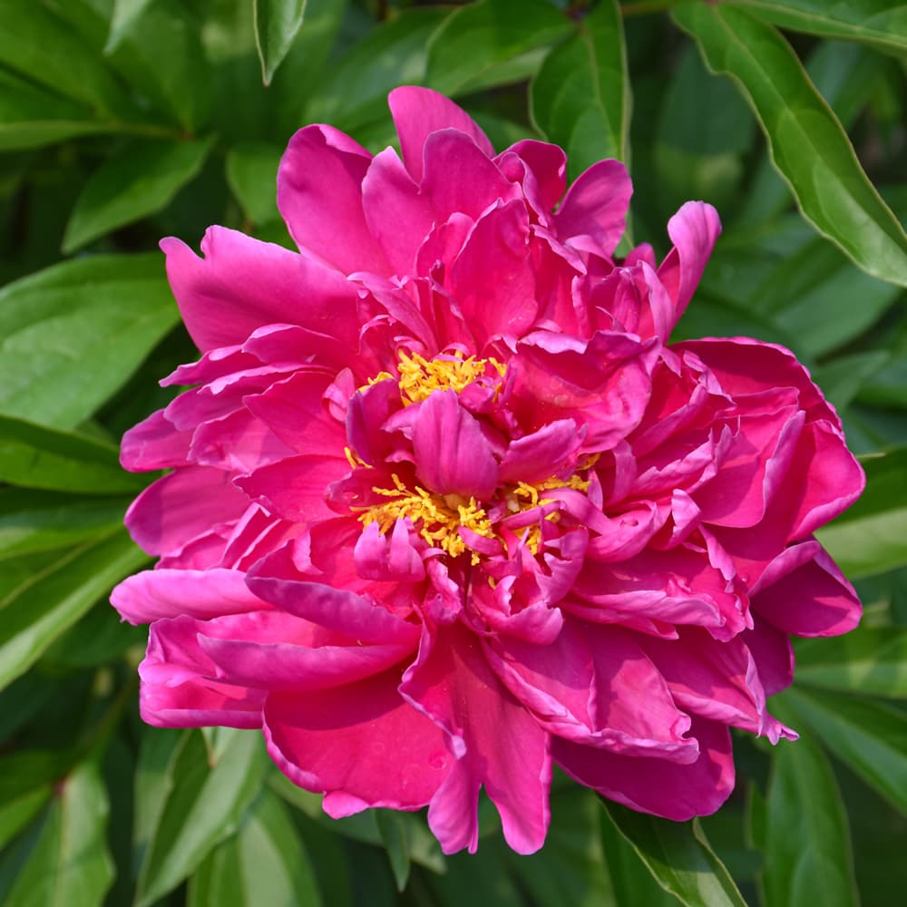 NetPS Plant Finder (www.netpsplantfinder.com)