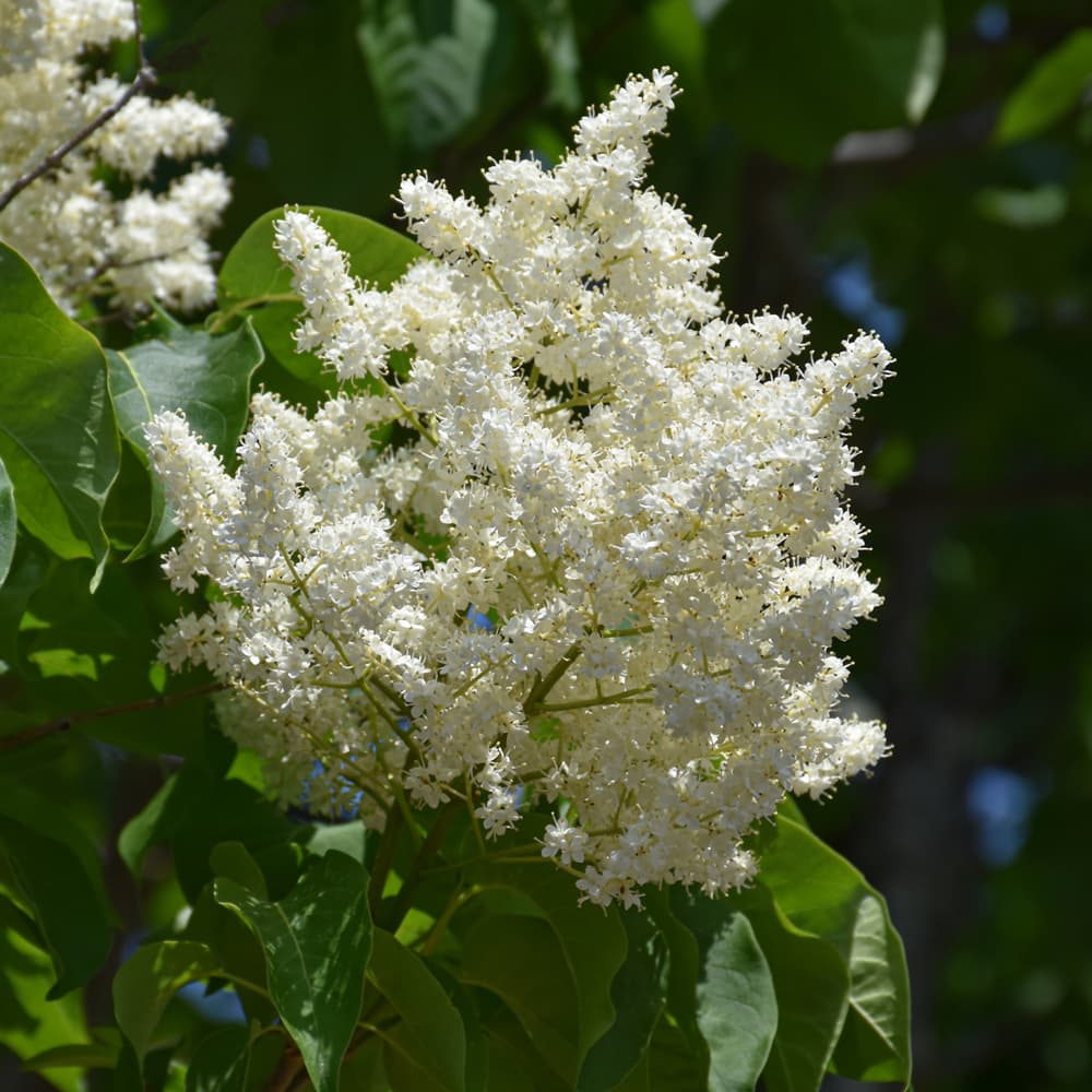 NetPS Plant Finder (www.netpsplantfinder.com)