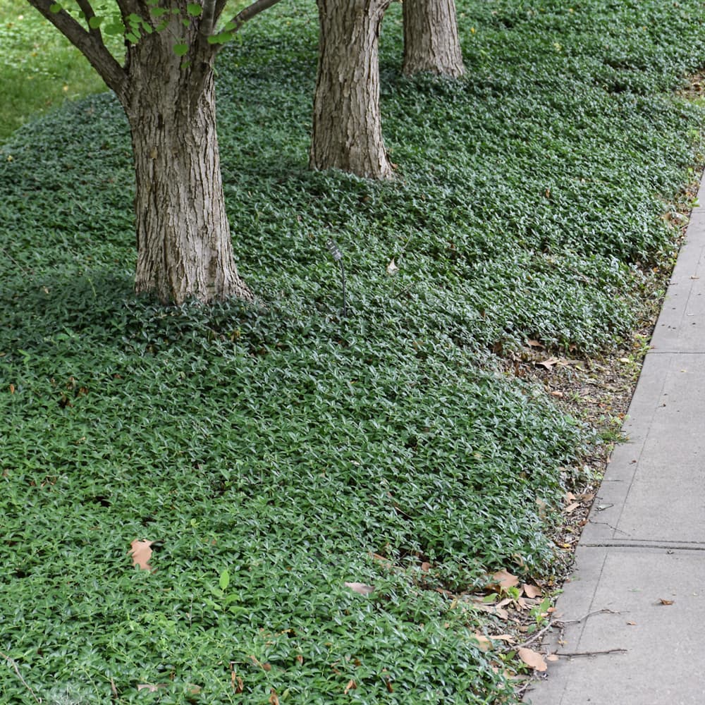 NetPS Plant Finder (www.netpsplantfinder.com)